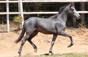 EROS DO CONILON DOS CAMPOS ALTOS