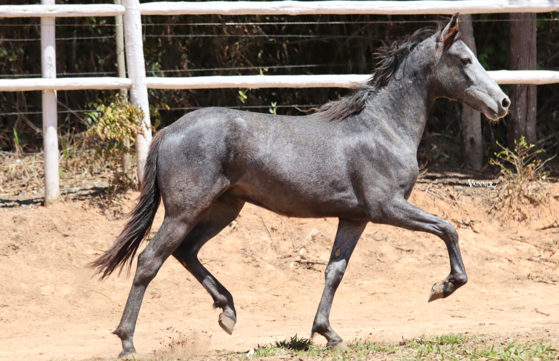 EROS DO CONILON DOS CAMPOS ALTOS