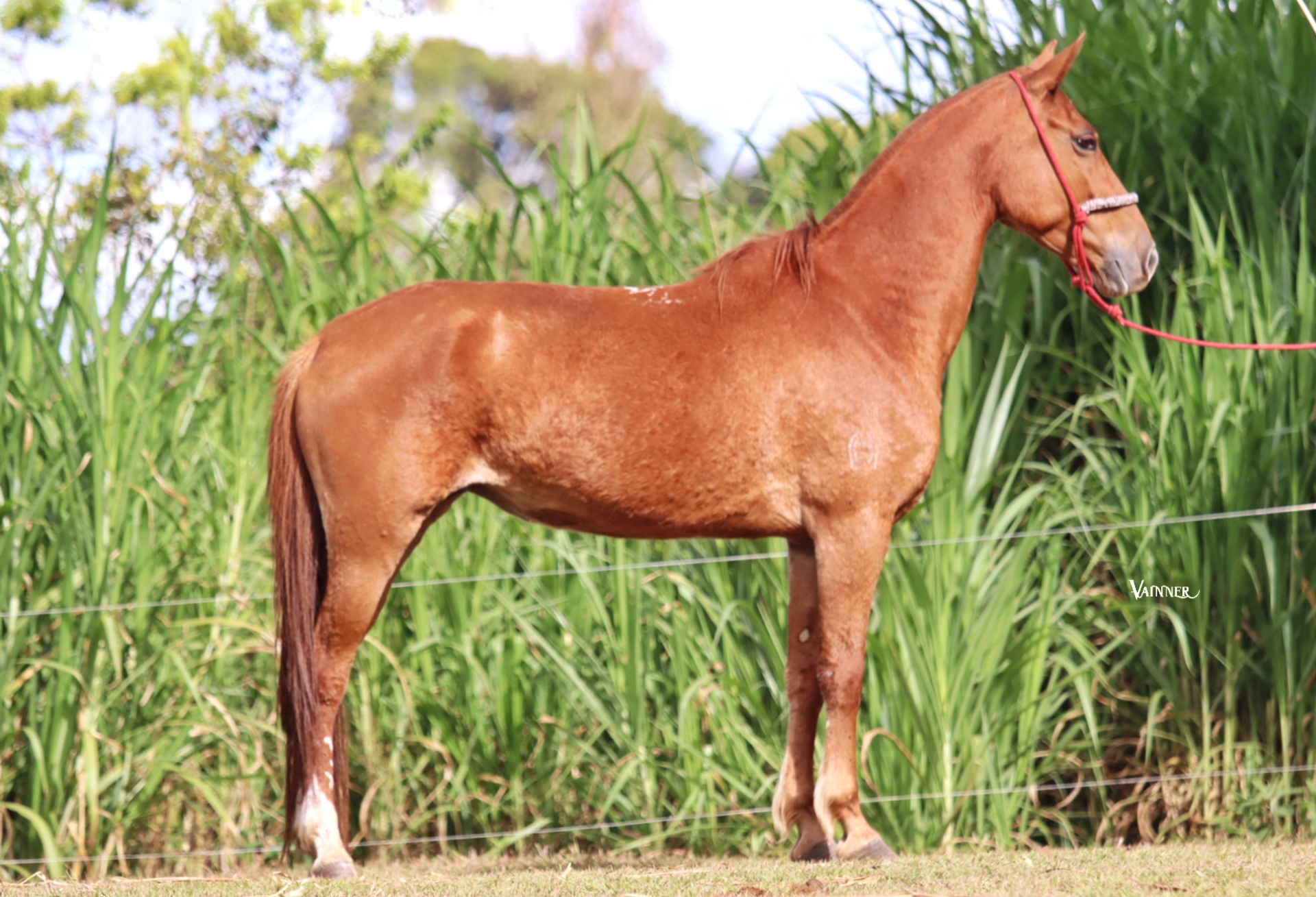 GRAZIELA RECANTO DAS PEDRAS