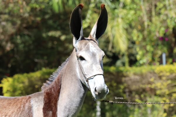 NOBRE JZ - Imagem 3