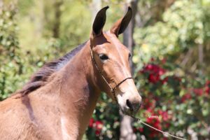 PRINCESA II JZ