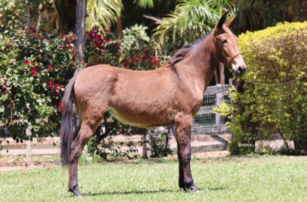 PRINCESA II JZ - Imagem 2