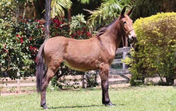 PRINCESA II JZ - Imagem 3