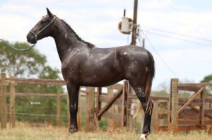 BENTO DA VARZEA BONITA