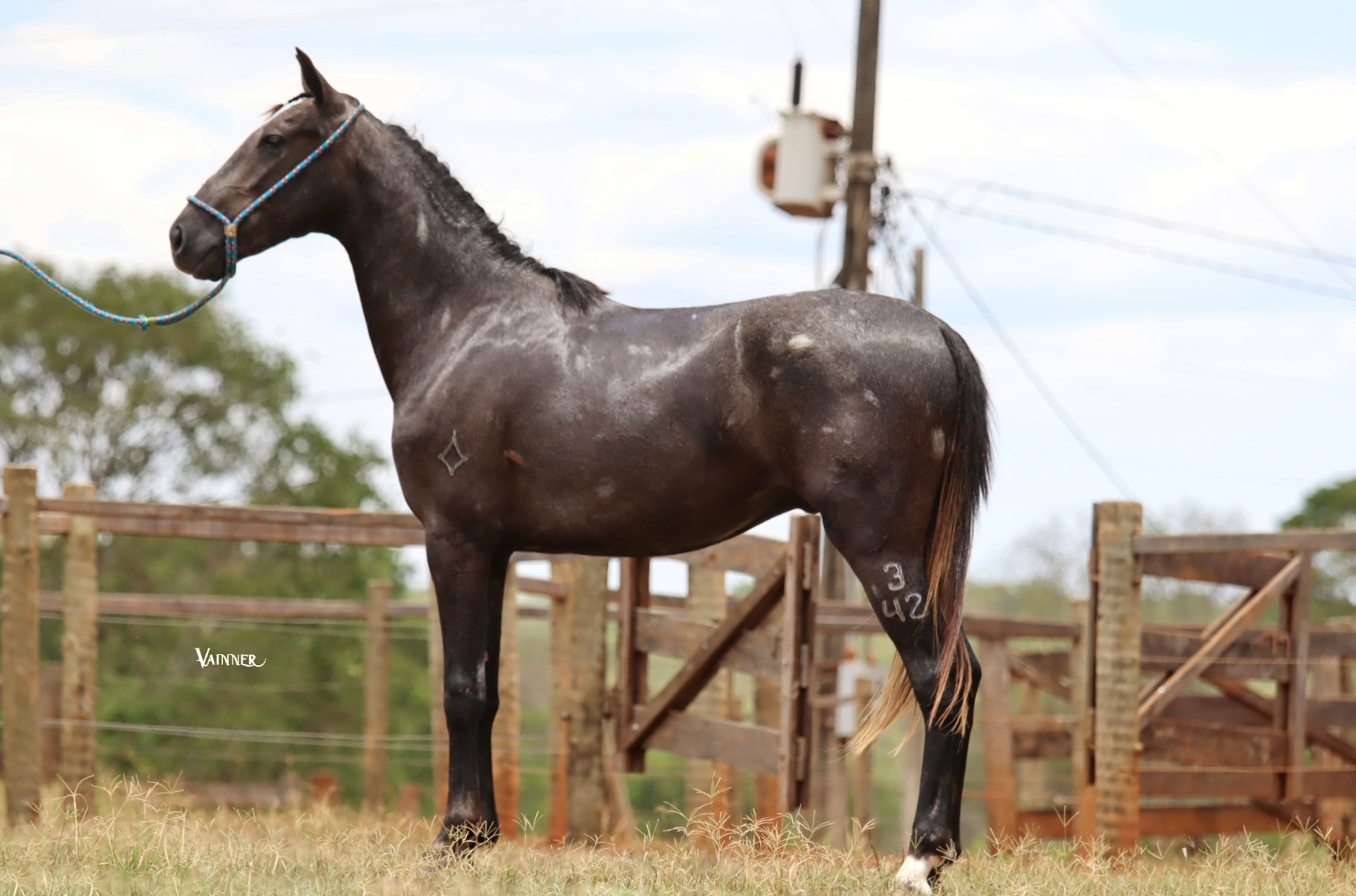 BENTO DA VARZEA BONITA