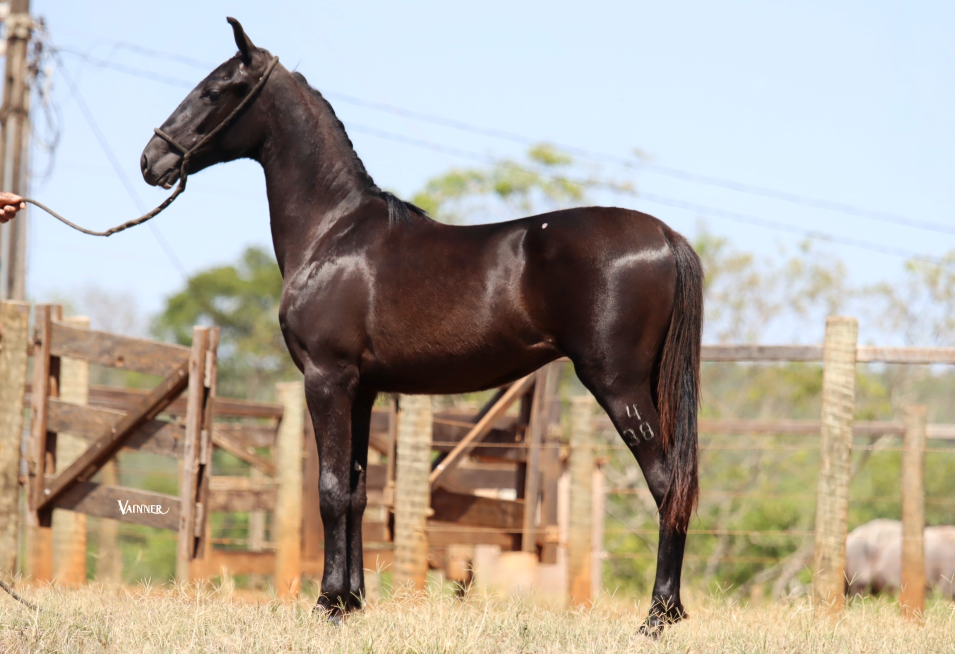 CASTELO DA VARZEA BONITA