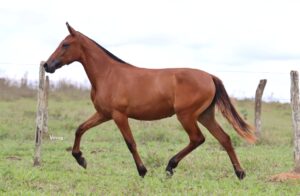 CONQUISTA DO SOBERANO