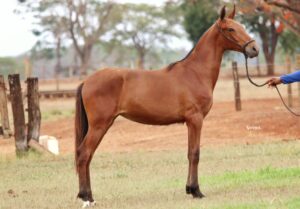 CONQUISTA YURI DA VARZEA BONITA