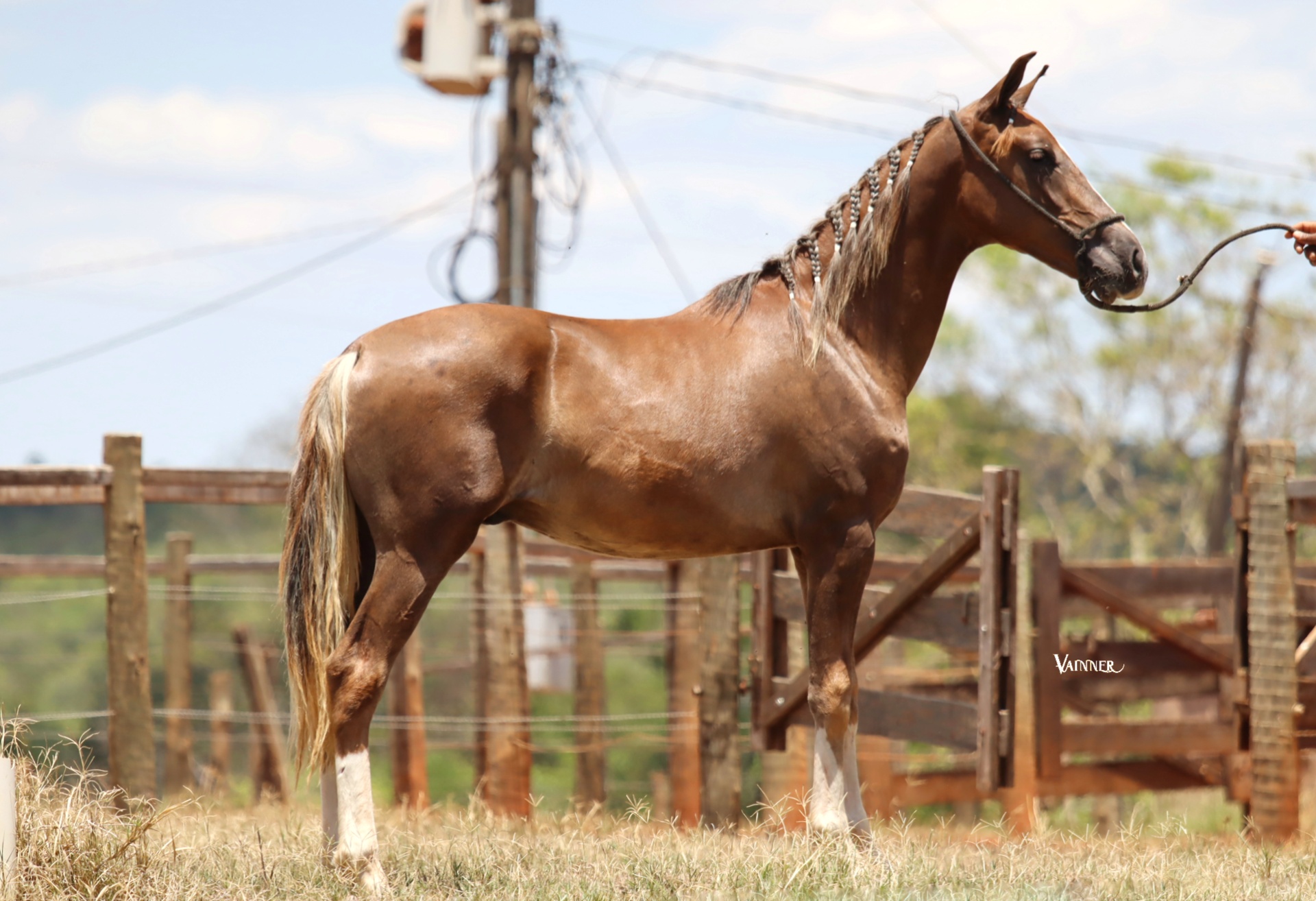 CURSO DA REPÚBLICA DA VARZEA BONITA