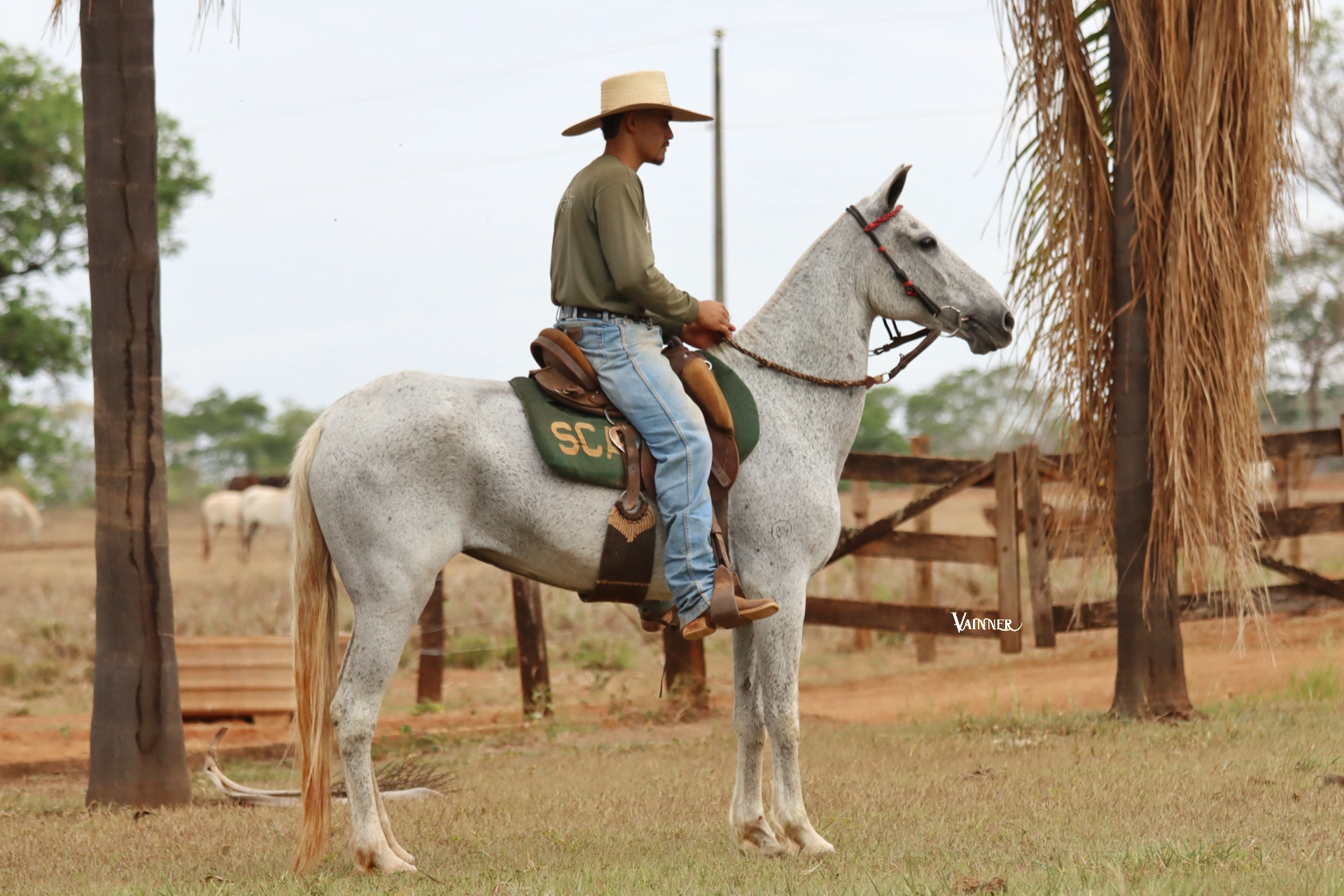 FAVA DA VARZEA BONITA