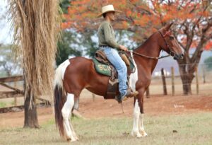 GATUSA DO HARAS ALICE