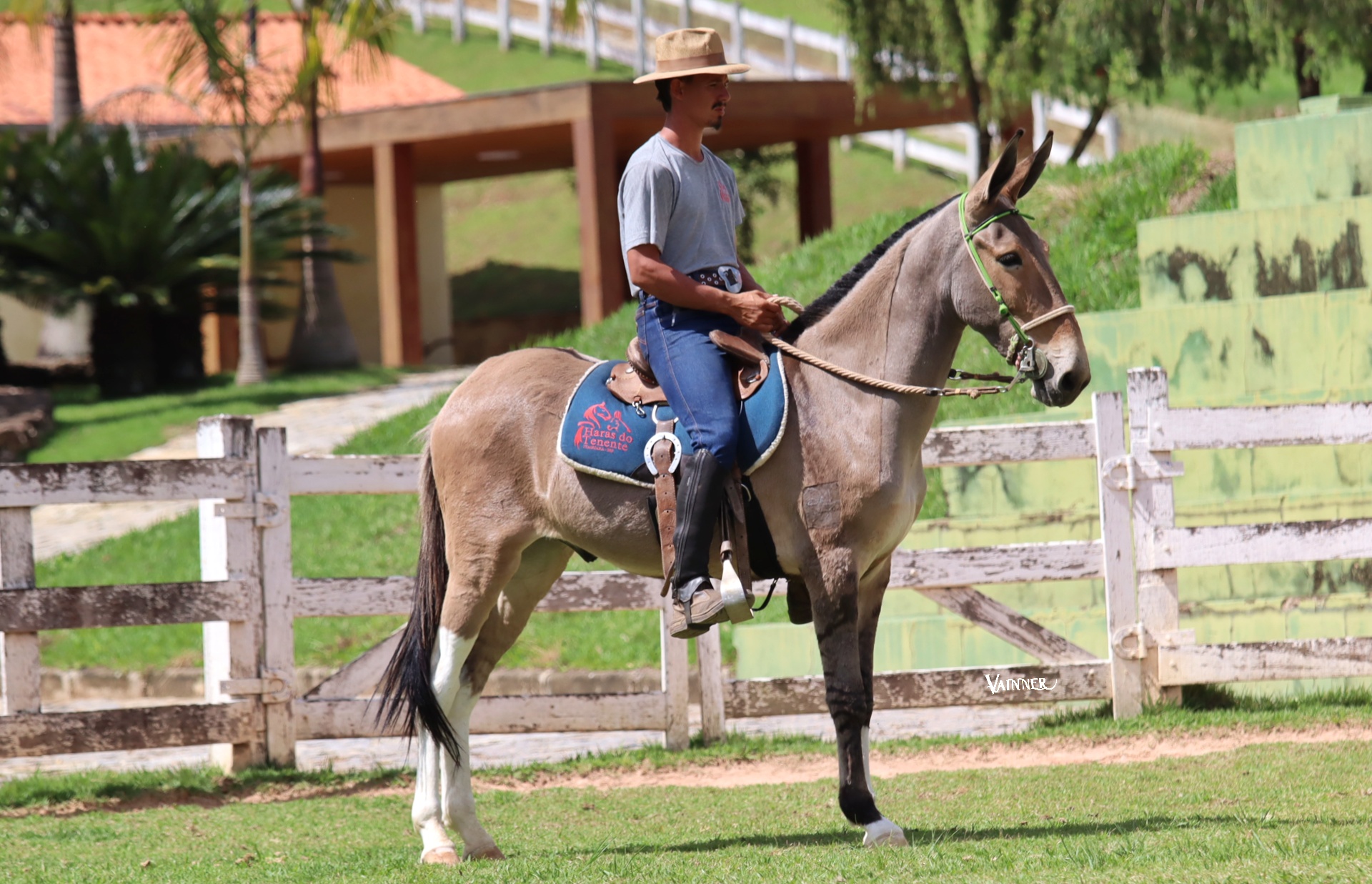 GIN DO TENENTE - Imagem 2