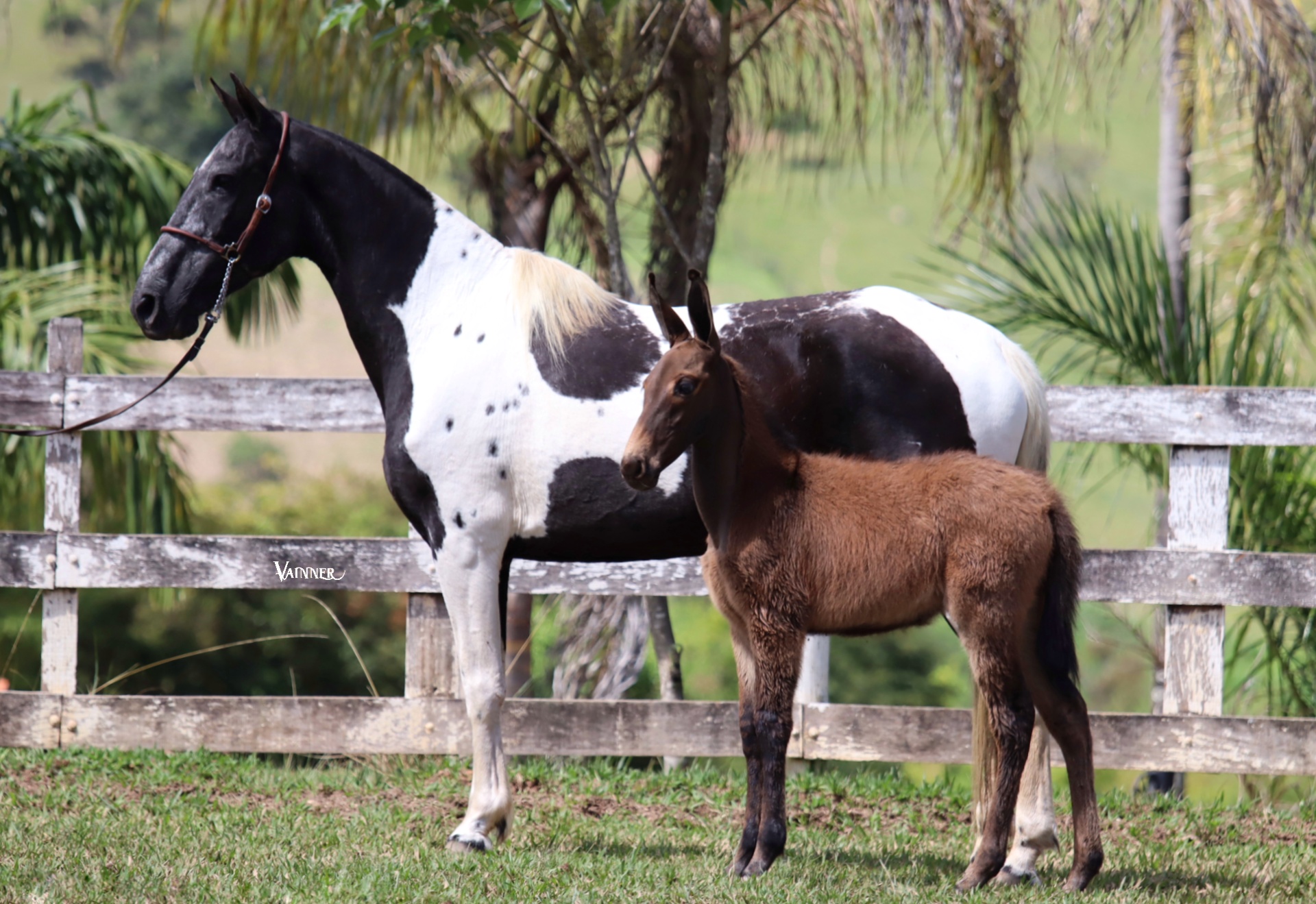 ÉGUA + MULA - ITÁLIA DO TENENTE