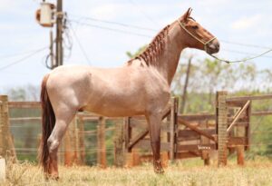 LIGEIRO DA VARZEA BONITA