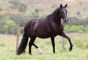 ÉGUA PRENHA - UPA DO SOBERANO