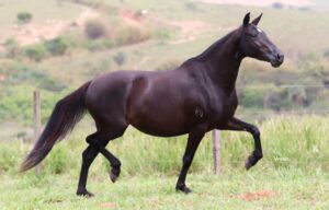 ÉGUA PRENHA - XATA DO SOBERANO