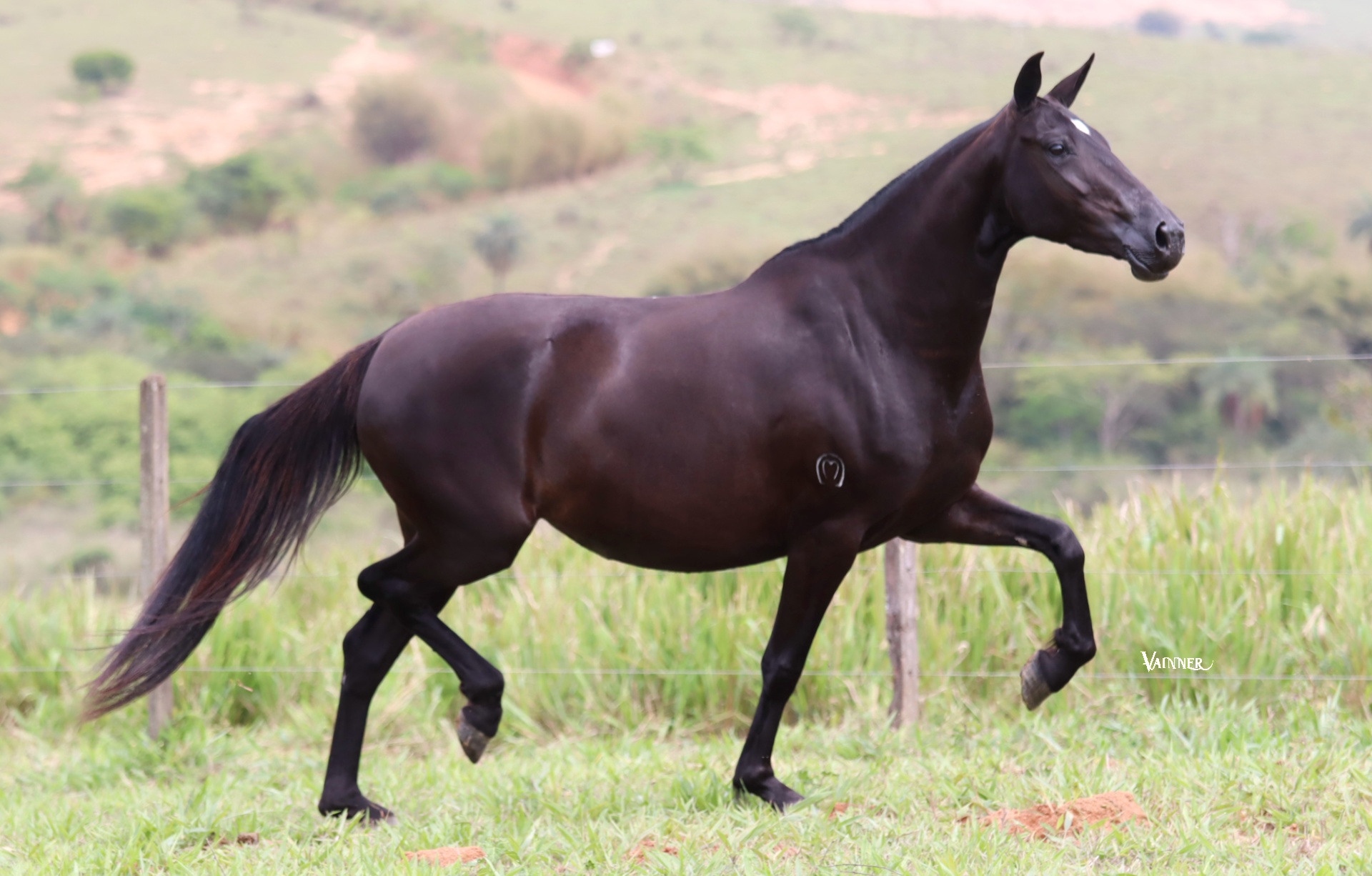 ÉGUA PRENHA - XATA DO SOBERANO