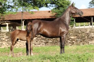 ÉGUA + POTRO - ALIANÇA DO REBANHO