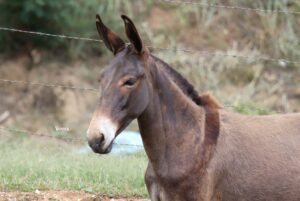 AMULETO TROPA DA CICI