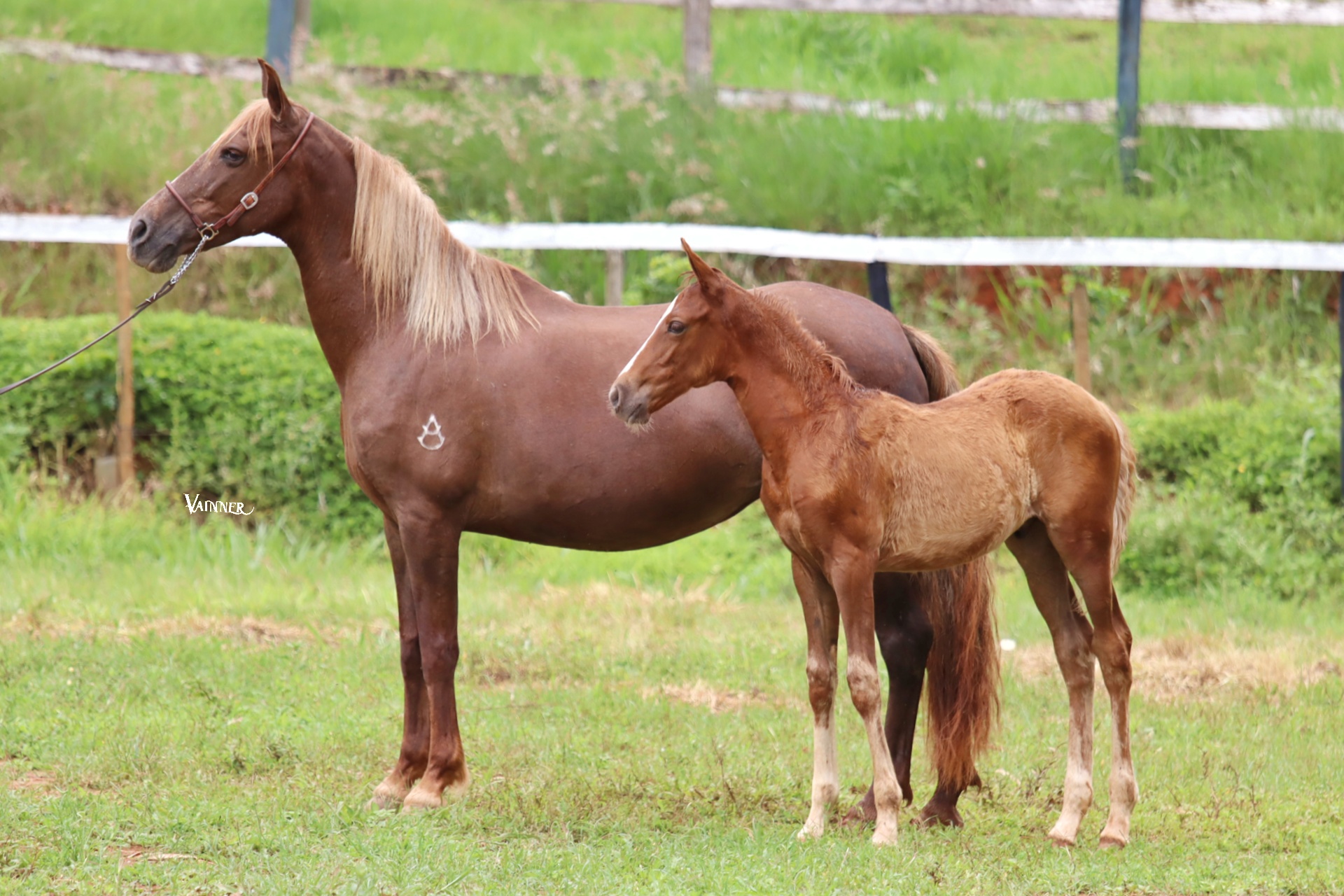 ÉGUA + POTRO - ATREVIDA DO PINGÃO
