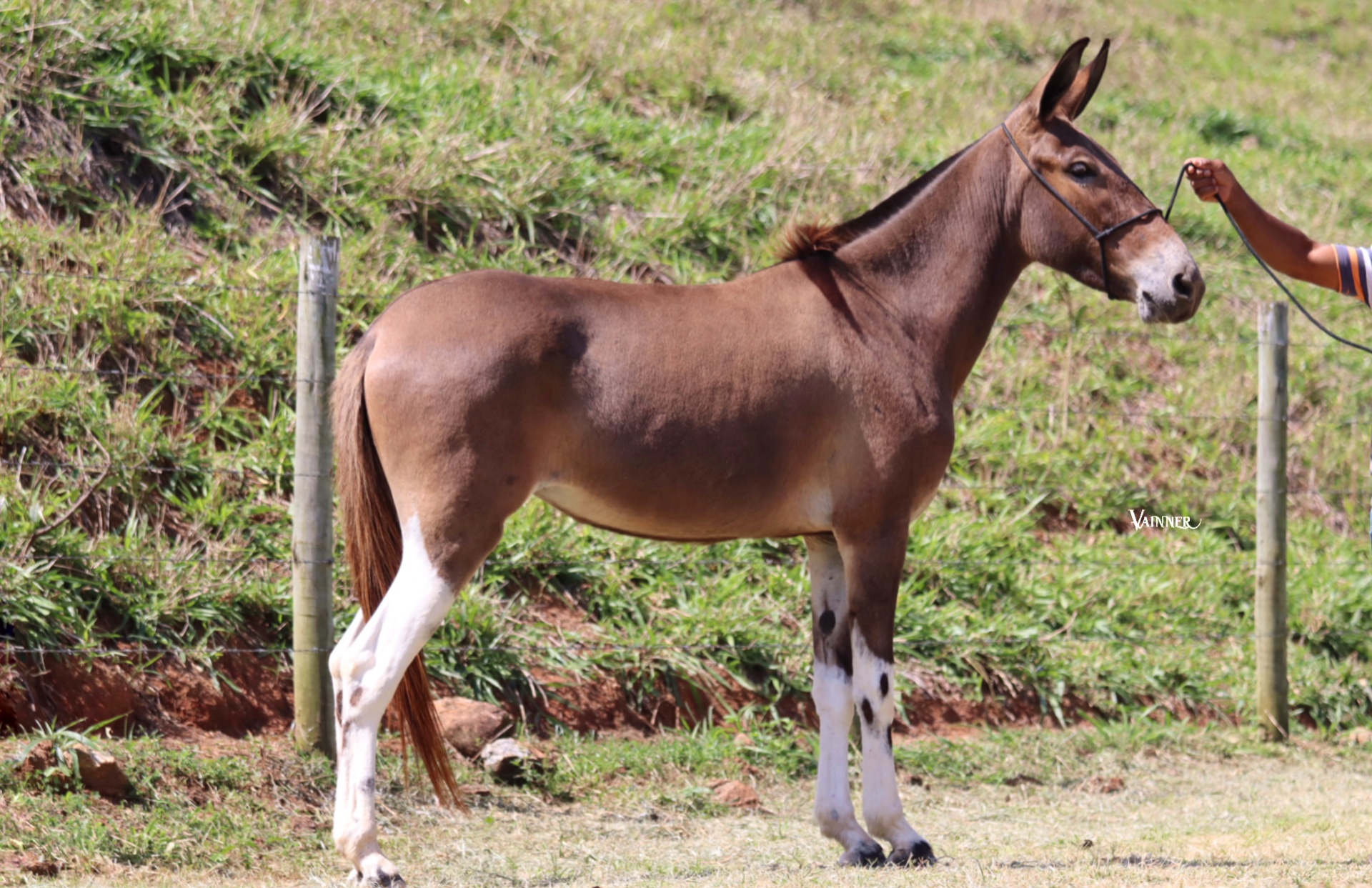 BONECA TROPA DA CICI - Imagem 2