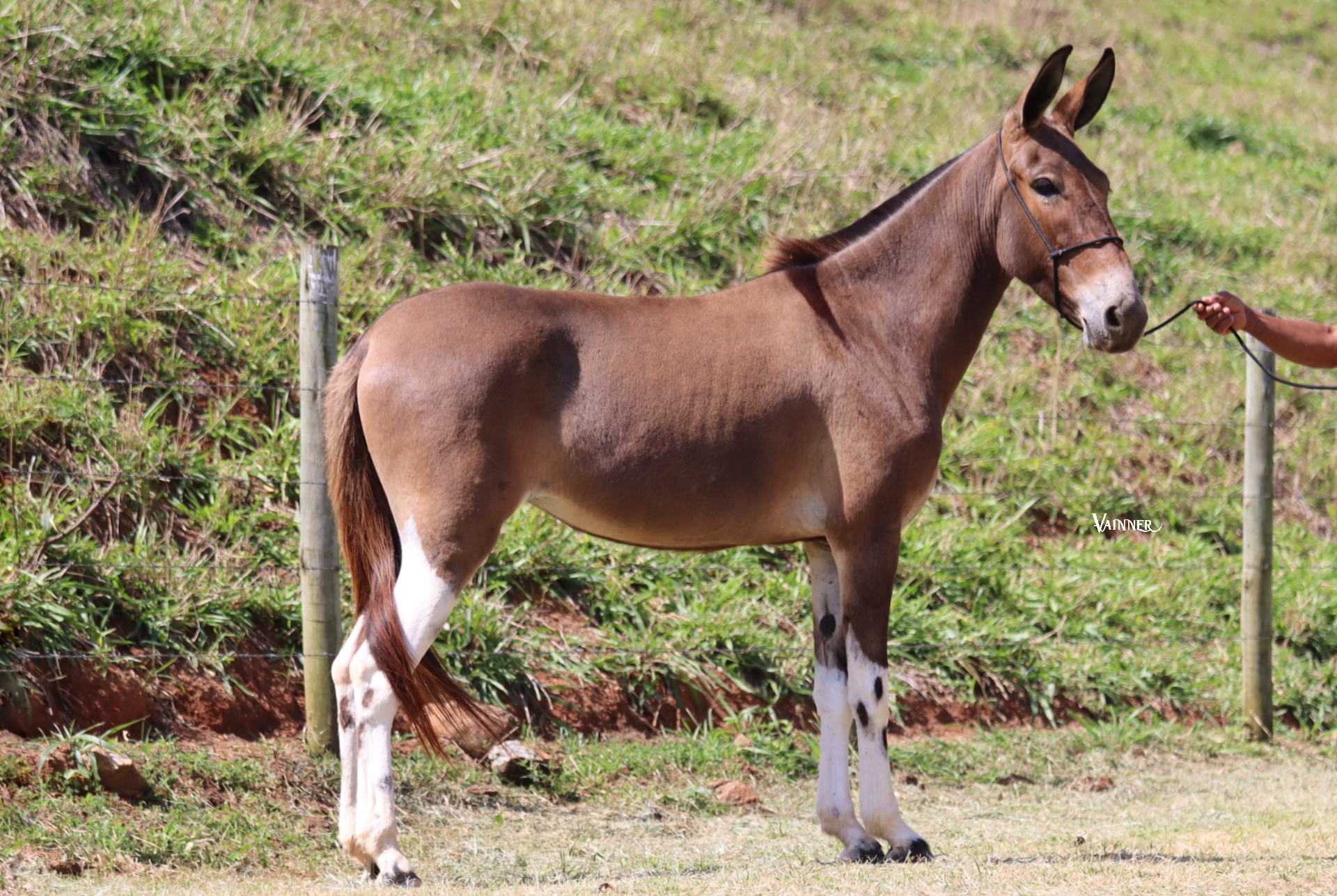 BONECA TROPA DA CICI - Imagem 3