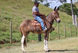 BONECA TROPA DA CICI