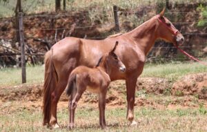 ÉGUA + MULA - CARLA MATA DO VERDETE