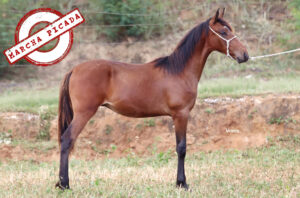 CORONEL TROPA DA CICI