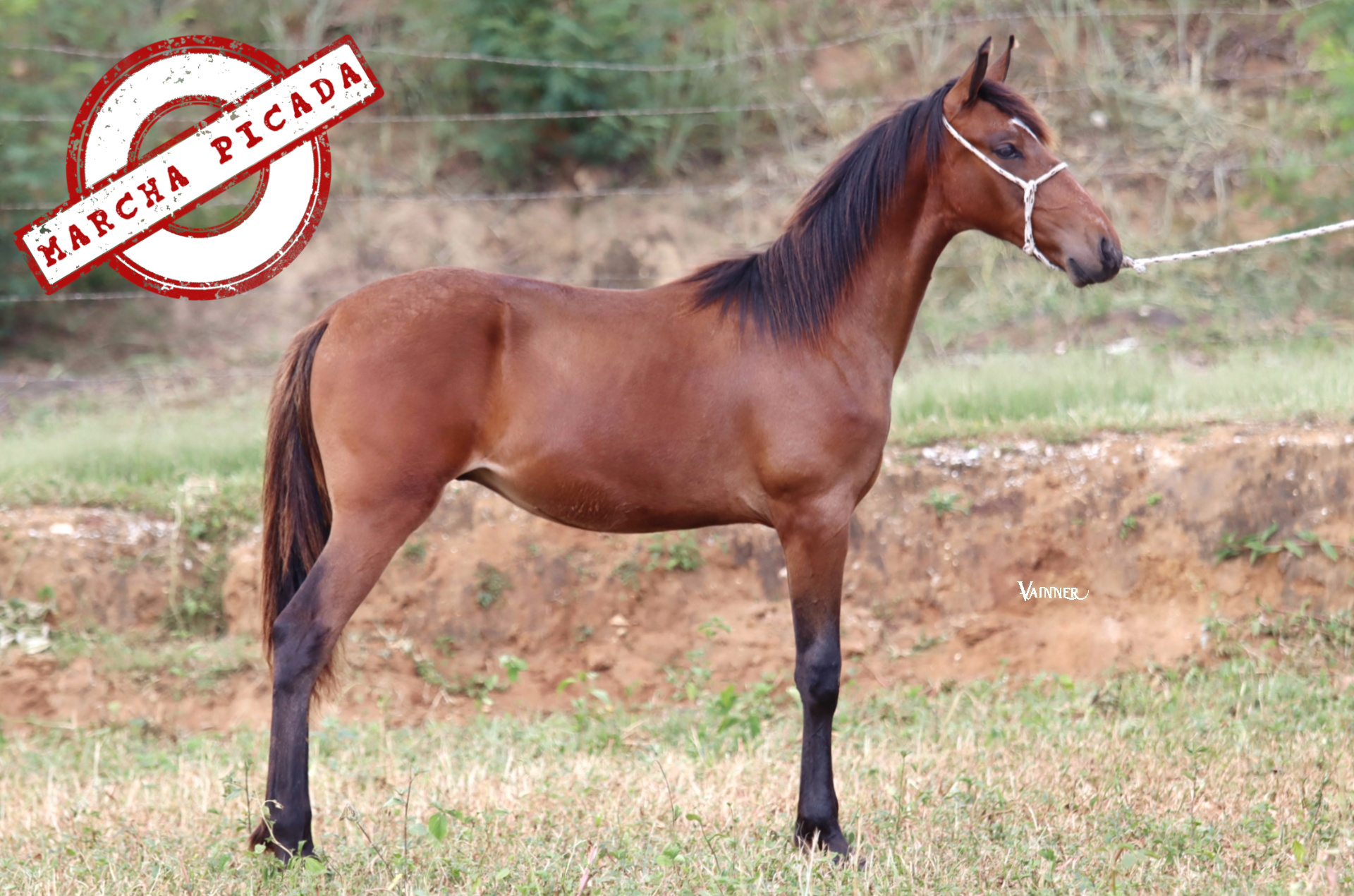 CORONEL TROPA DA CICI