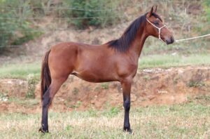 CORONEL TROPA DA CICI