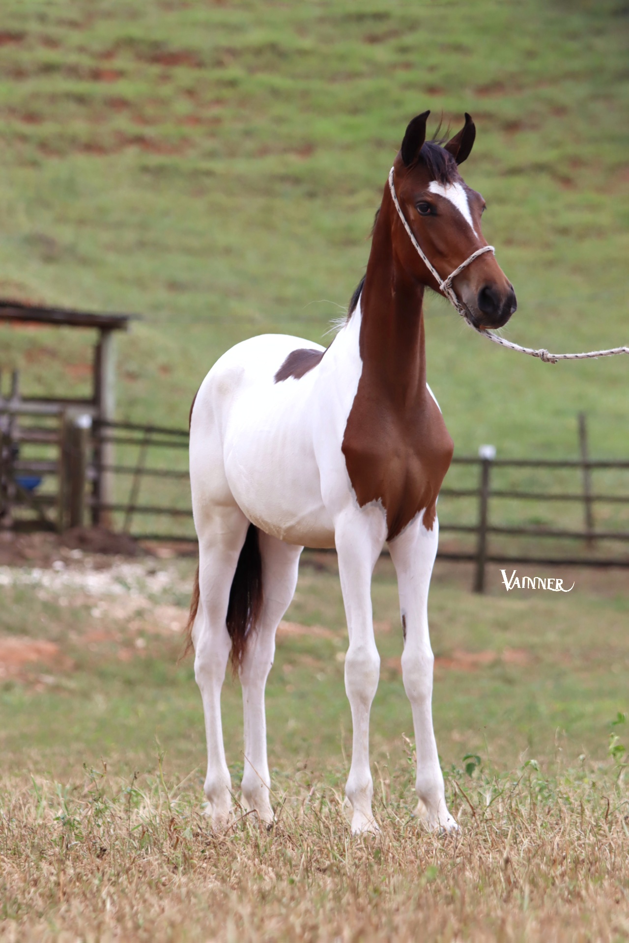 COYOTE TROPA DA CICI - Imagem 2