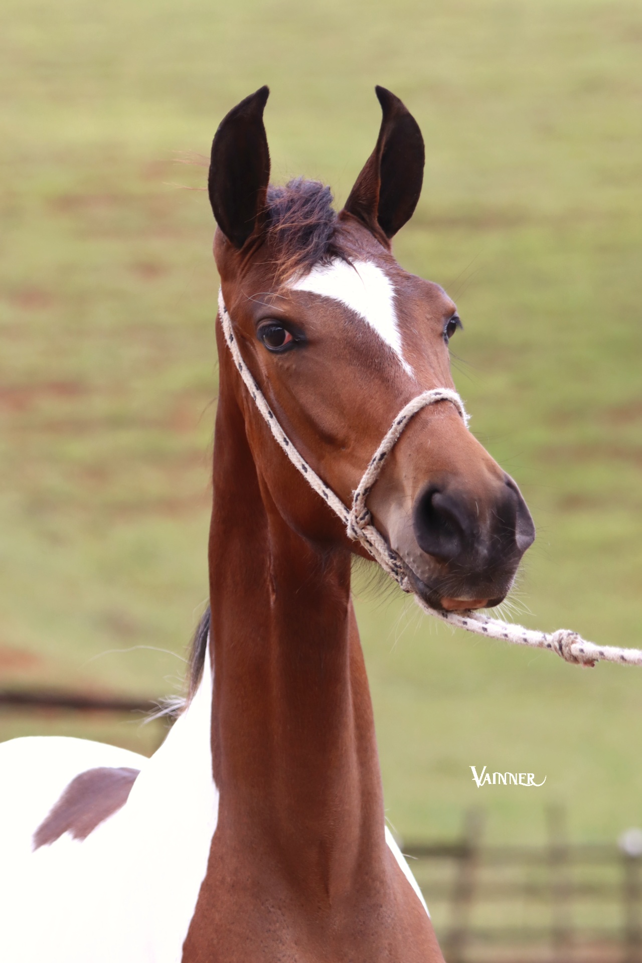 COYOTE TROPA DA CICI - Imagem 4