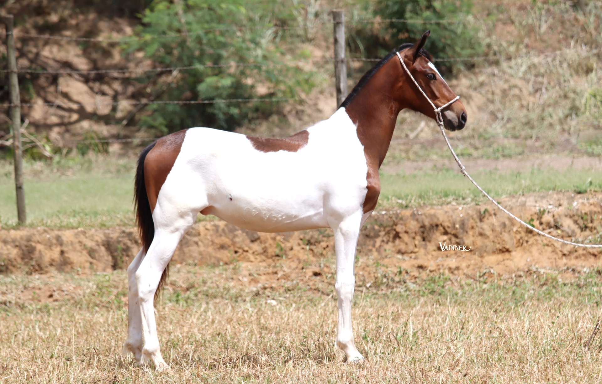 COYOTE TROPA DA CICI - Imagem 3