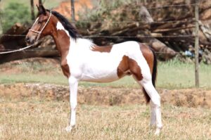 COYOTE TROPA DA CICI