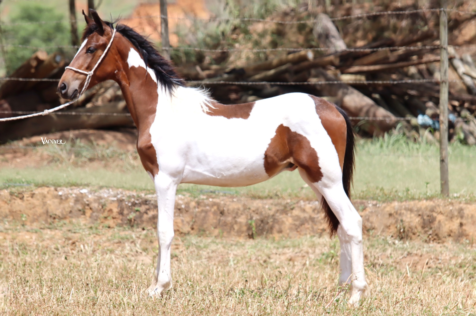 COYOTE TROPA DA CICI