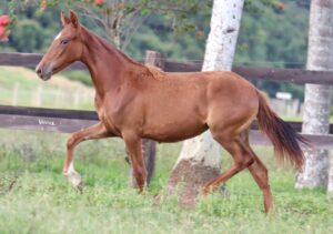 DAMA VERTENTE DO REBANHO