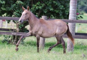 DELICADA VERTENTE DO REBANHO