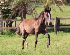 DESAFIO VERTENTE DO REBANHO