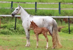 ÉGUA + POTRO - FAVACHO GANA