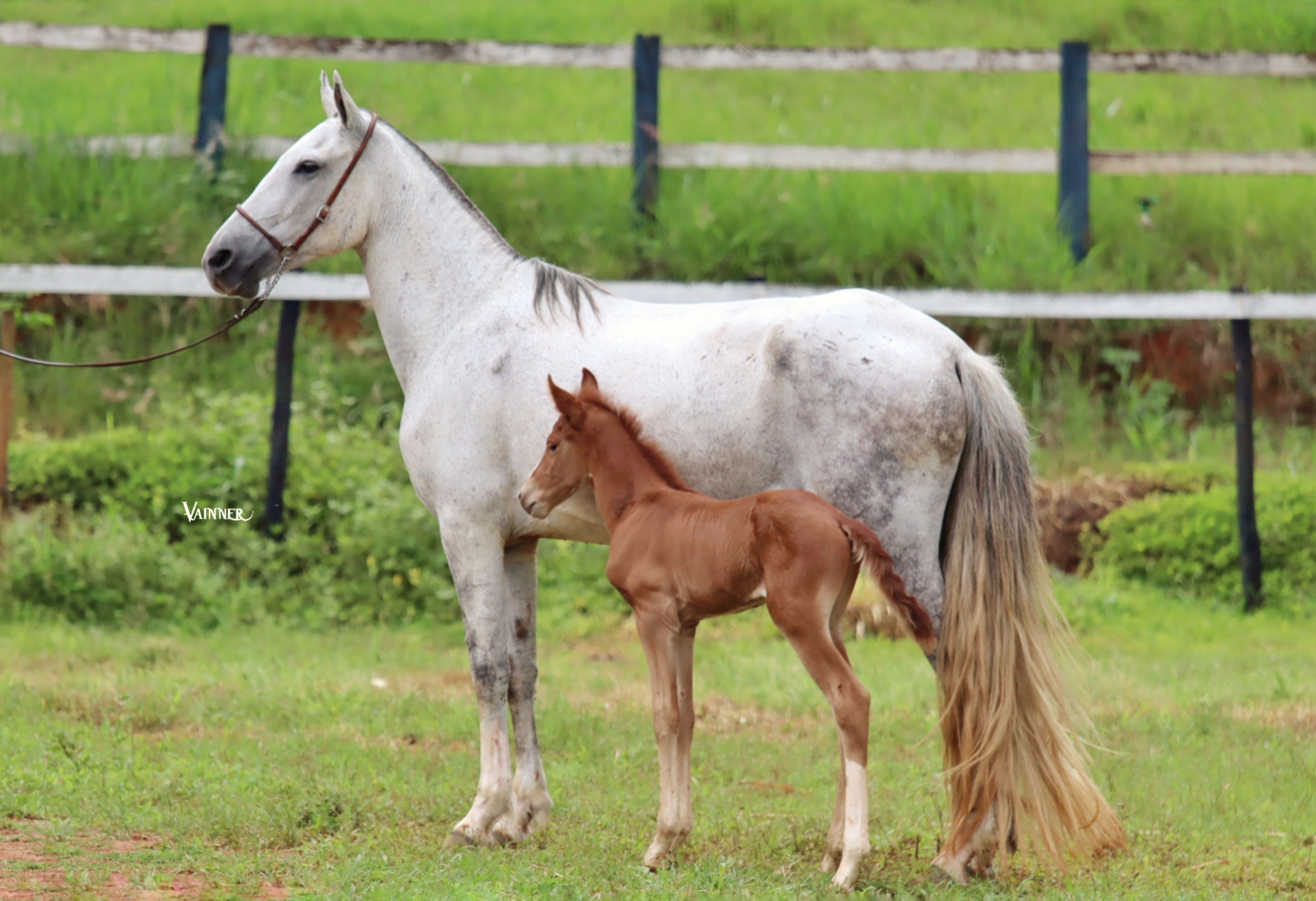 ÉGUA + POTRO - FAVACHO GANA