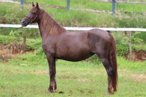 ÉGUA PRENHA - FAVACHO GANDAIA