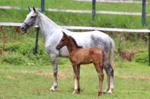 ÉGUA + POTRO - FAVACHO IBIS