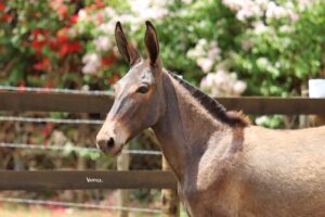 GRANFINA TROPA DA CICI