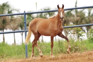 GUARIROBA DA ESPERANÇA