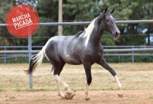 HABILITADO DA ESPERANÇA