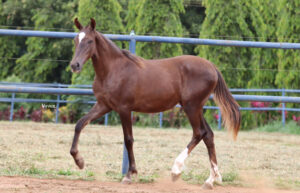 HIPERBOLE DA ESPERANÇA