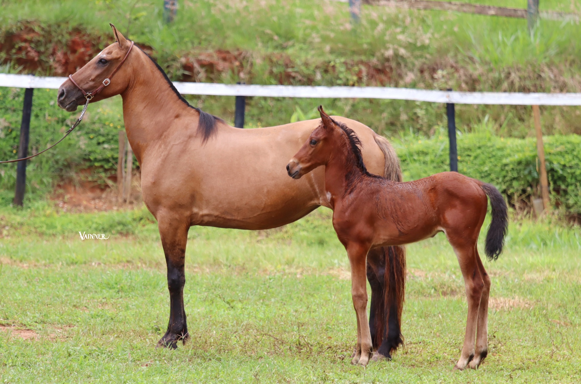 ÉGUA + POTRO - INSCRIÇÃO DE CABRÁLIA