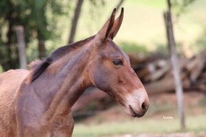 ZUMZUM TROPA DA CICI
