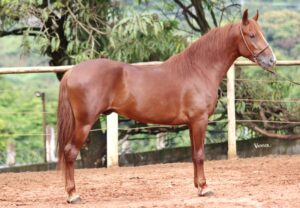 ATLAS DE SÃO LOURENÇO